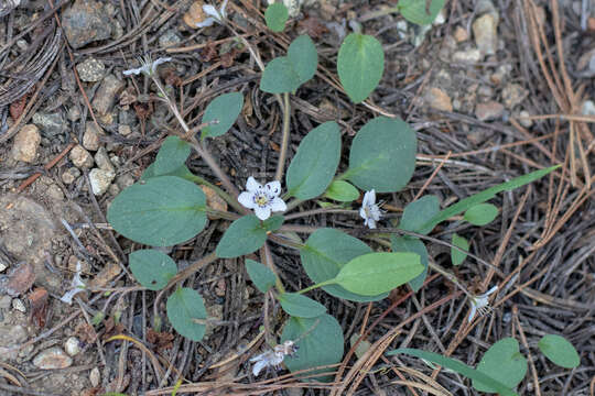 Howellanthus dalesianus (J. T. Howell) Walden & R. Patt. resmi