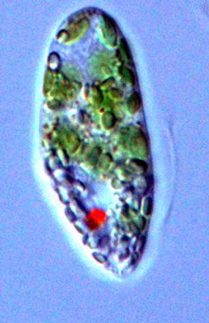Image of Euglena gracilis