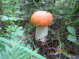 Imagem de Leccinum albostipitatum den Bakker & Noordel. 2005