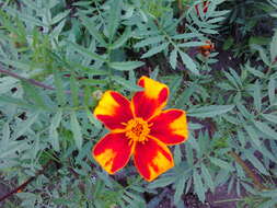 Image of French marigold