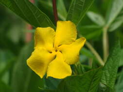 Image of Mandevilla apocynifolia (A. Gray) Woodson