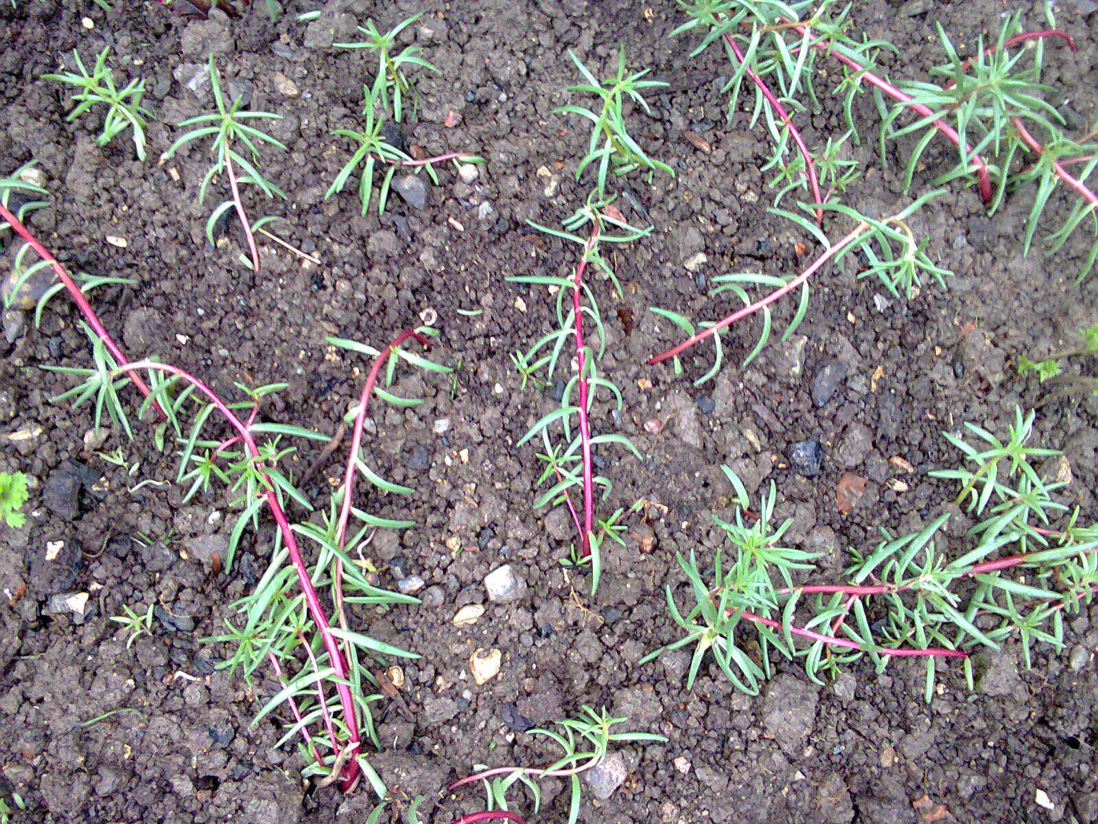 Image of Moss-rose Purslane