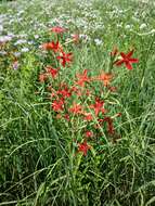 Image of royal catchfly