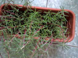 Image of Moss-rose Purslane