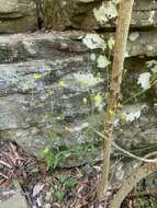 Ranunculus harveyi (A. Gray) Greene的圖片