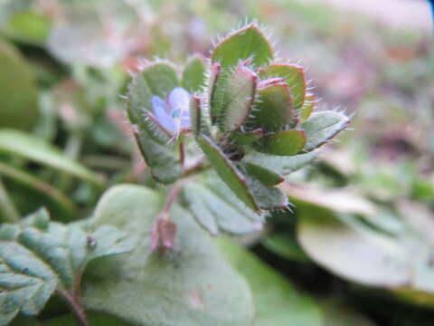 Image of ivy-leaved speedwell