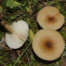 Imagem de Clitocybe albofragrans (Harmaja) Kuyper 1981