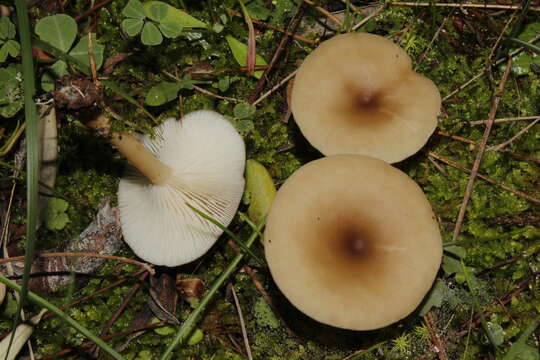 Imagem de Clitocybe albofragrans (Harmaja) Kuyper 1981