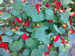 Image of Garden Nasturtium