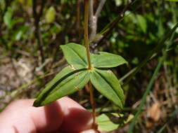 Lysimachia asperulifolia Poir. resmi