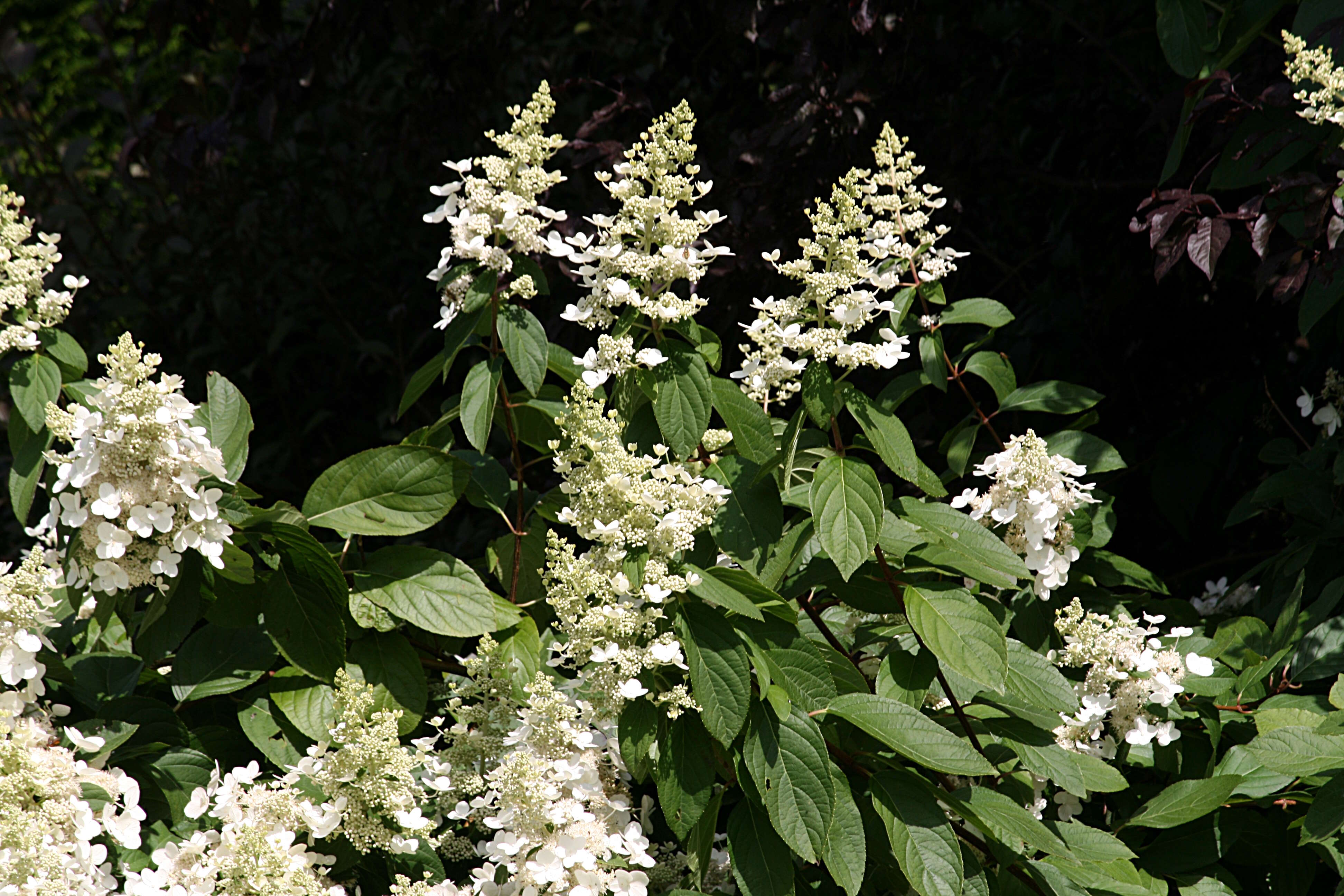 Image of panicled hydrangea