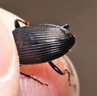 Image of Pterostichus (Bothriopterus) trinarius (Casey 1918)