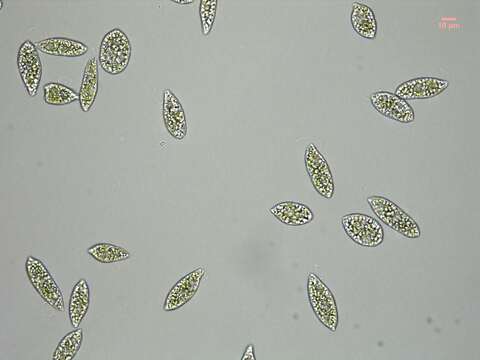 Image de Euglena gracilis