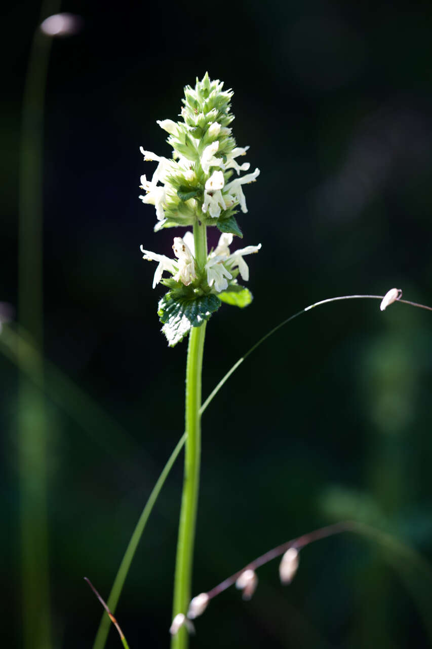 Image of Betonica alopecuros L.