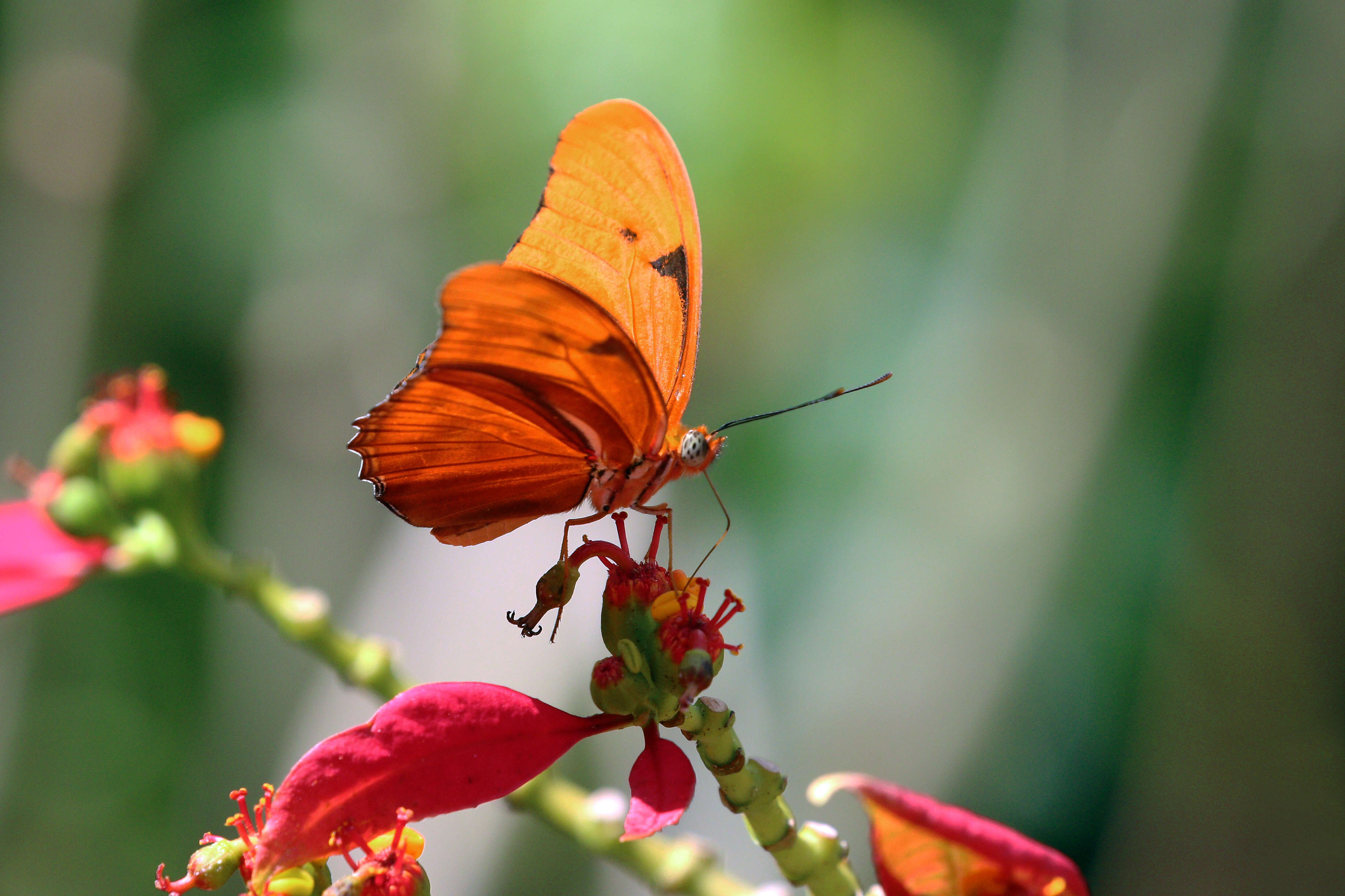 Image of Dryas