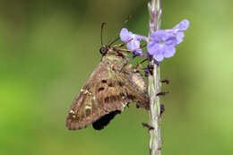 Image of Long-tailed Skipper