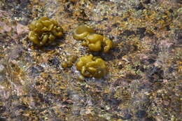 Image of Colpomenia sinuosa