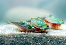 Image of Summer tadpole shrimp