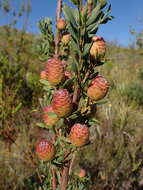 Image of Leucadendron rourkei I. J. M. Williams