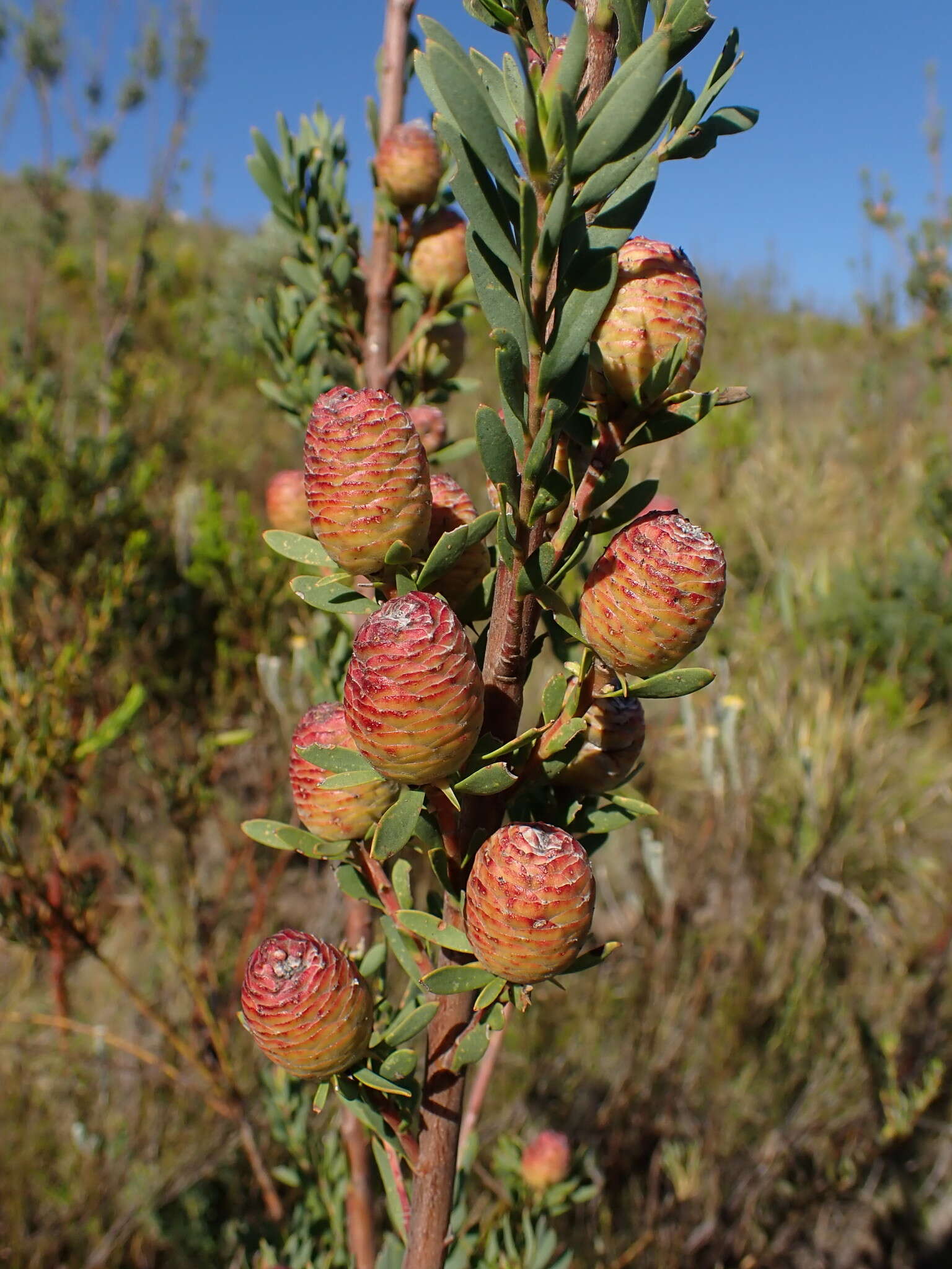 Image of Leucadendron rourkei I. J. M. Williams