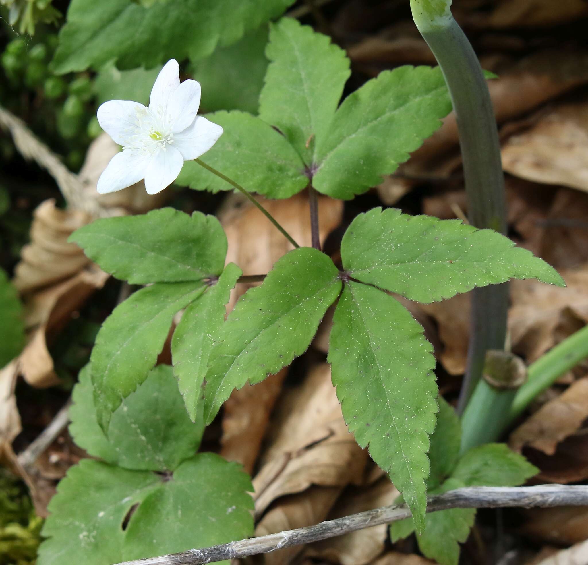 Imagem de Anemone trifolia subsp. trifolia