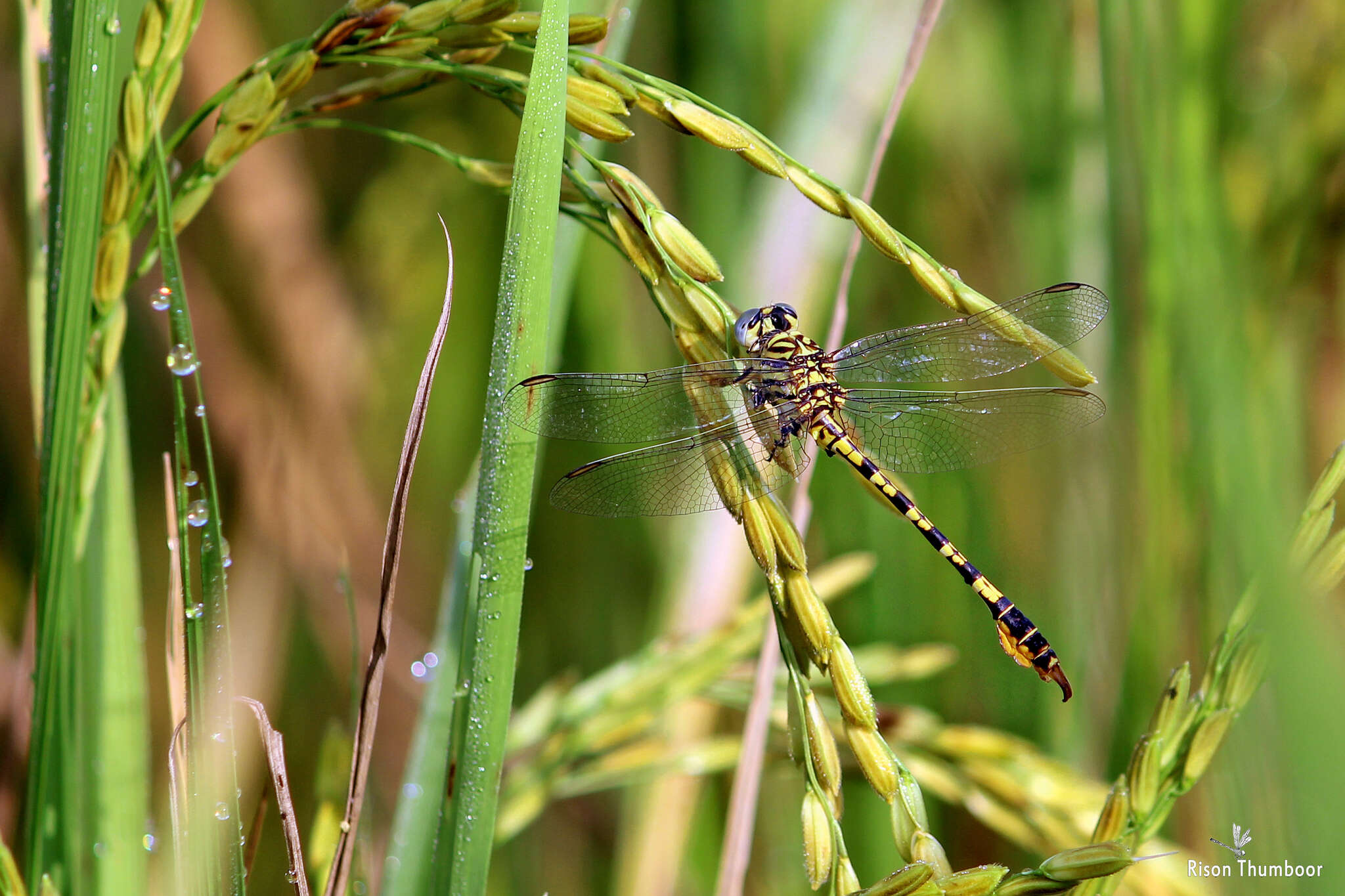 Imagem de Paragomphus lineatus (Selys 1850)