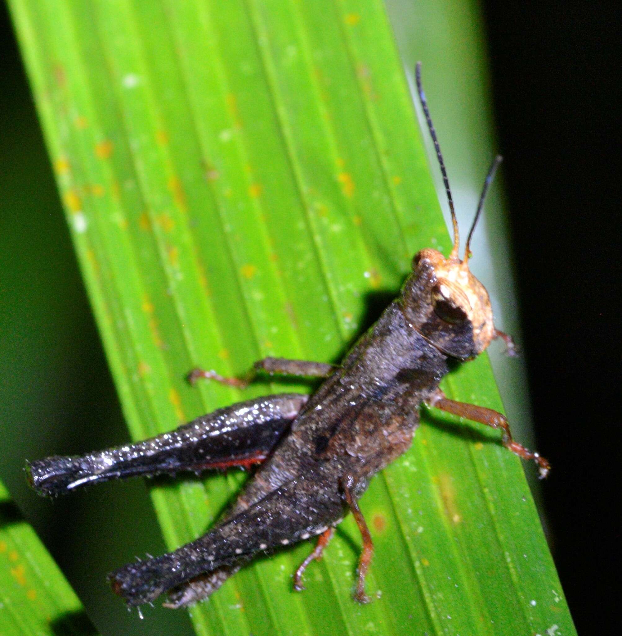 Image of Maculiparia obtusa (Stål 1878)