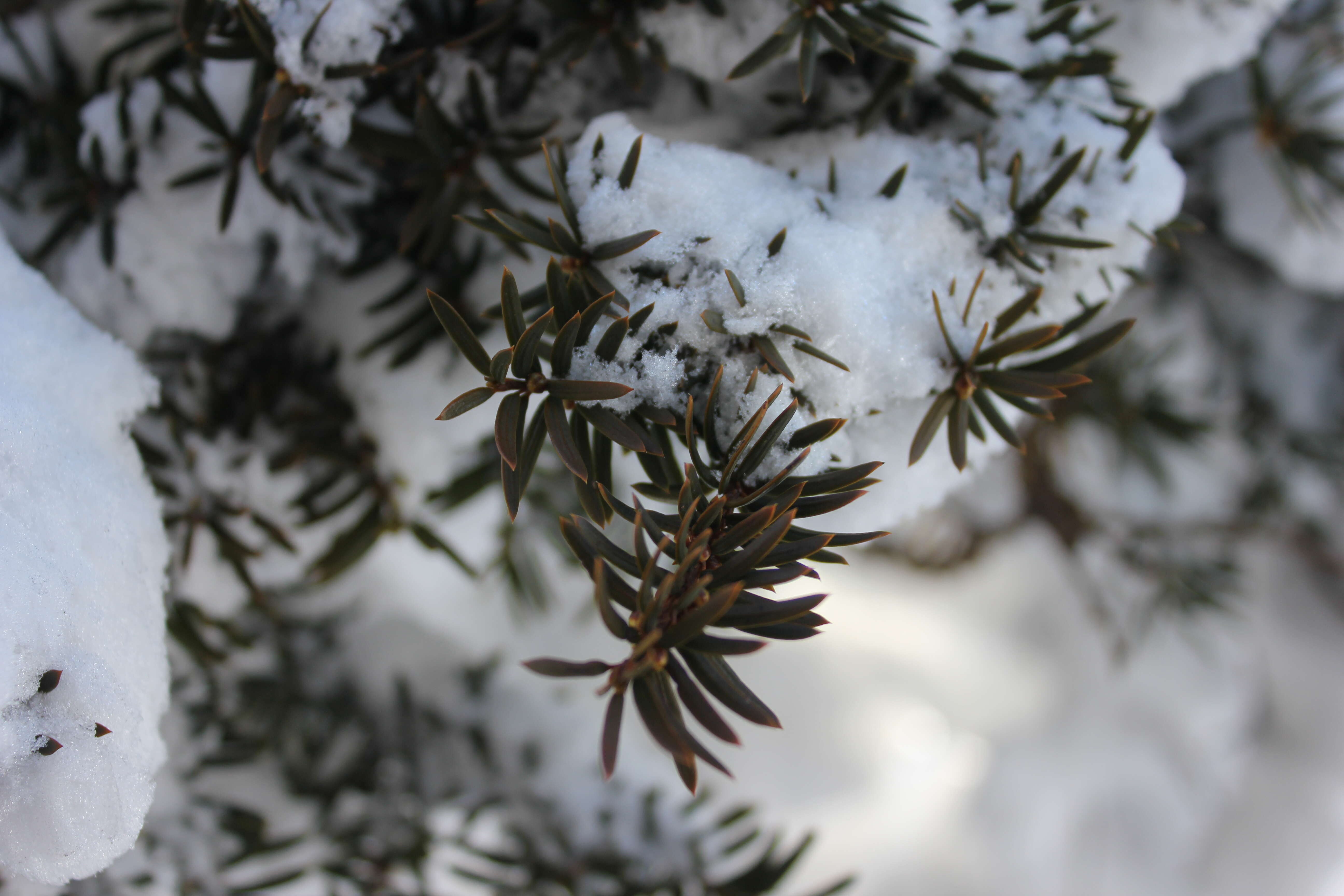 Image of Japanese Yew