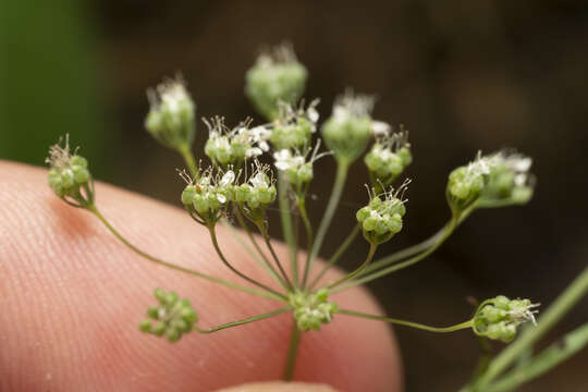 Image of Pimpinella cretica Poir.