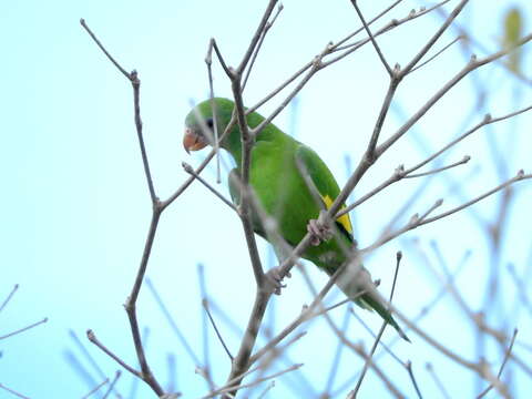 Image of Canary-winged Parakeet