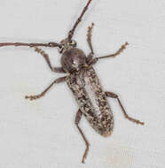 Image of Enaphalodes atomarius (Drury 1773)