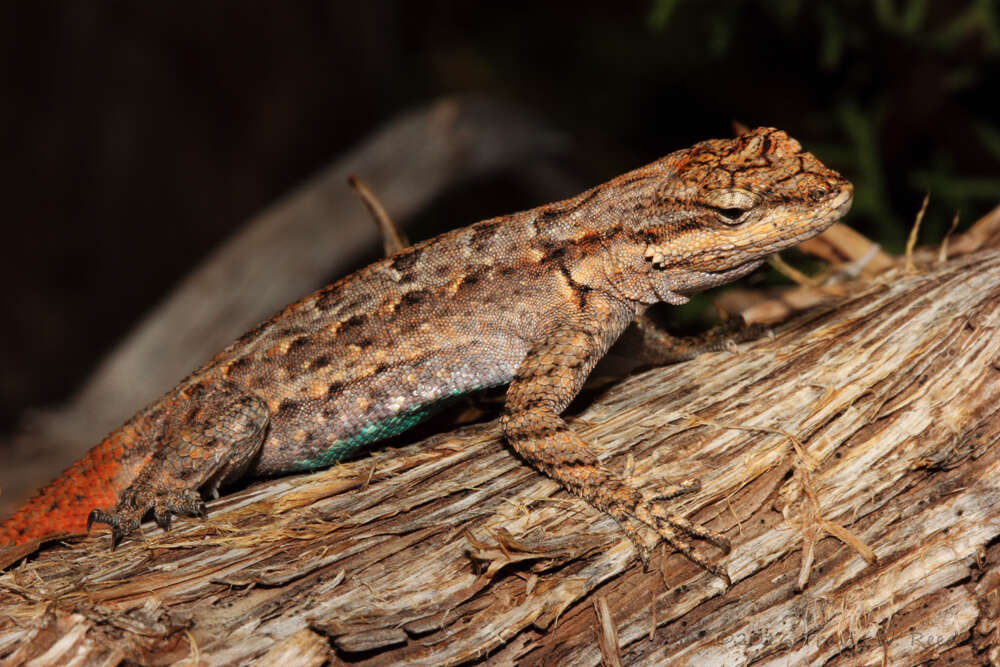 Image of Urosaurus ornatus schottii (Baird 1858)