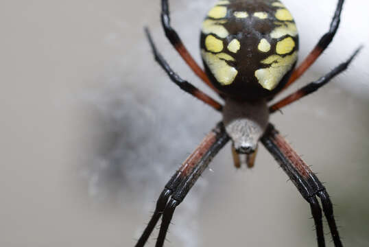 Image of Black-and-Yellow Argiope