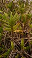 Image de Tridactyle bicaudata subsp. rupestris H. P. Linder