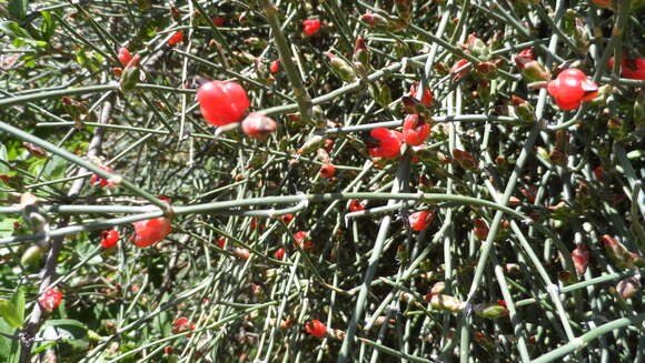 Image of Ephedra triandra Tul.