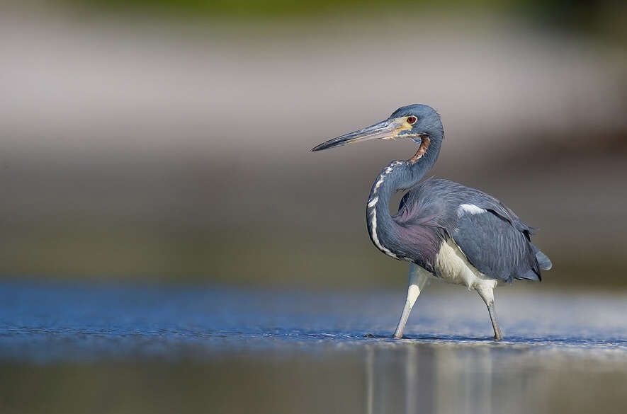 Image de Aigrette tricolore