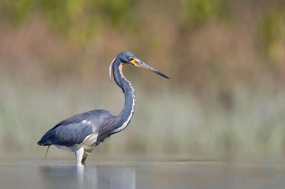 Image de Aigrette tricolore