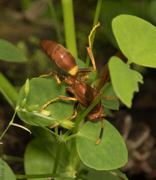 Image of Polistes dominicus (Vallot 1802)