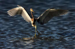 Image de Aigrette tricolore