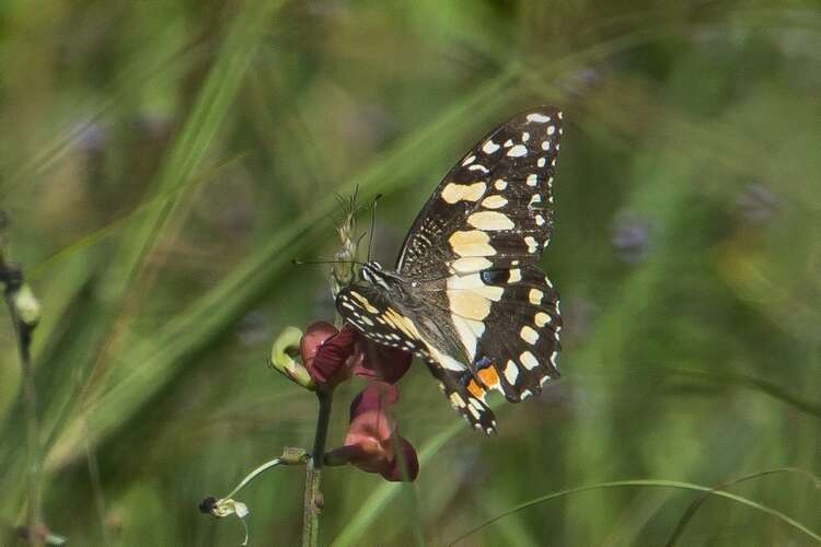 Image of Lime butterfly