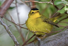 Image of Wilson's Warbler