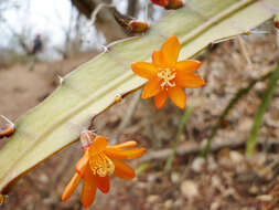 Plancia ëd Pfeiffera monacantha (Griseb.) P. V. Heath