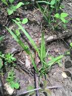 Image of eastern woodland sedge