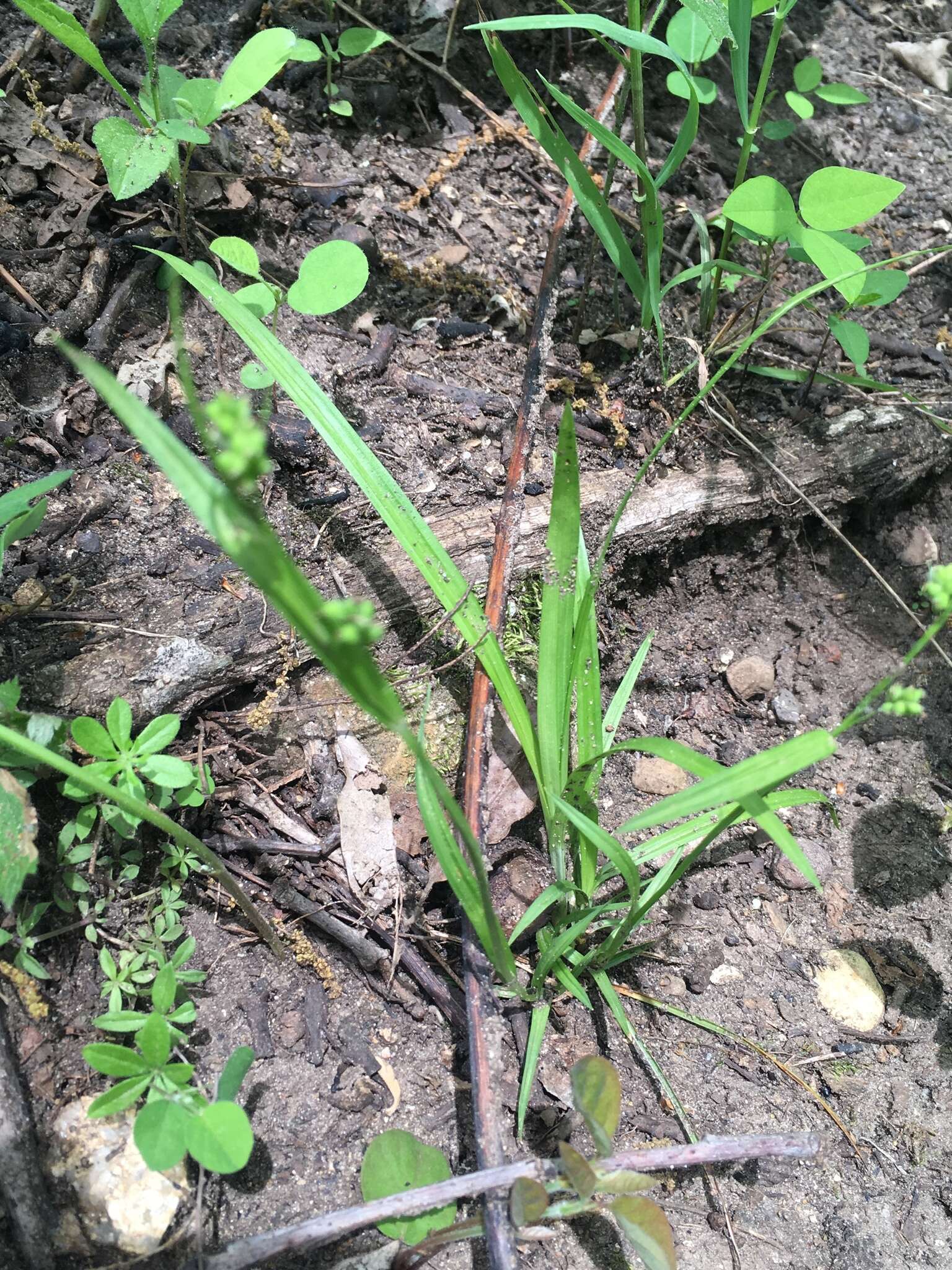 Image of eastern woodland sedge