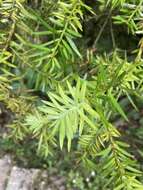 Imagem de Podocarpus glomeratus D. Don