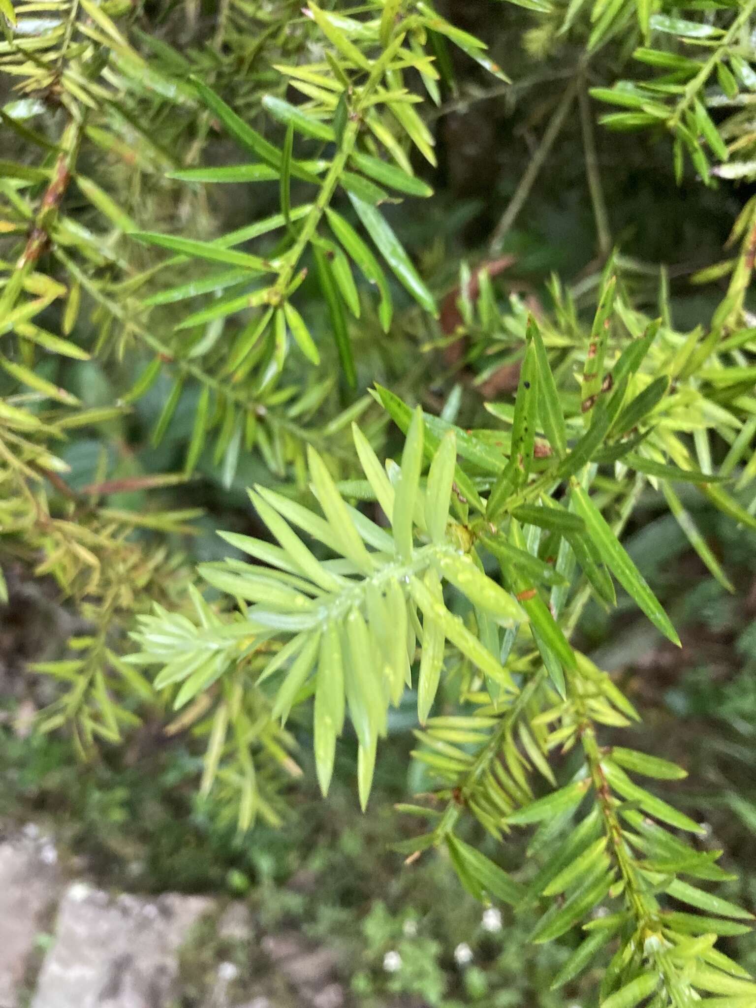 Imagem de Podocarpus glomeratus D. Don