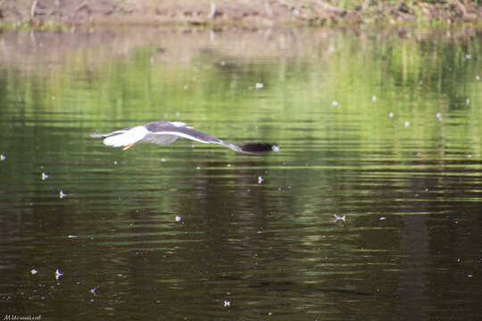 Image of lesser black-backed gull