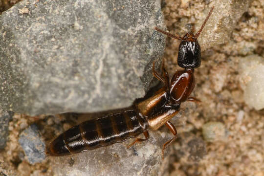 Image of Phacophallus pallidipennis (Motschulsky 1858)