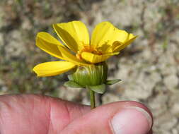 صورة Coreopsis calliopsidea (DC.) A. Gray