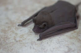 Image of Pallas's Mastiff Bat